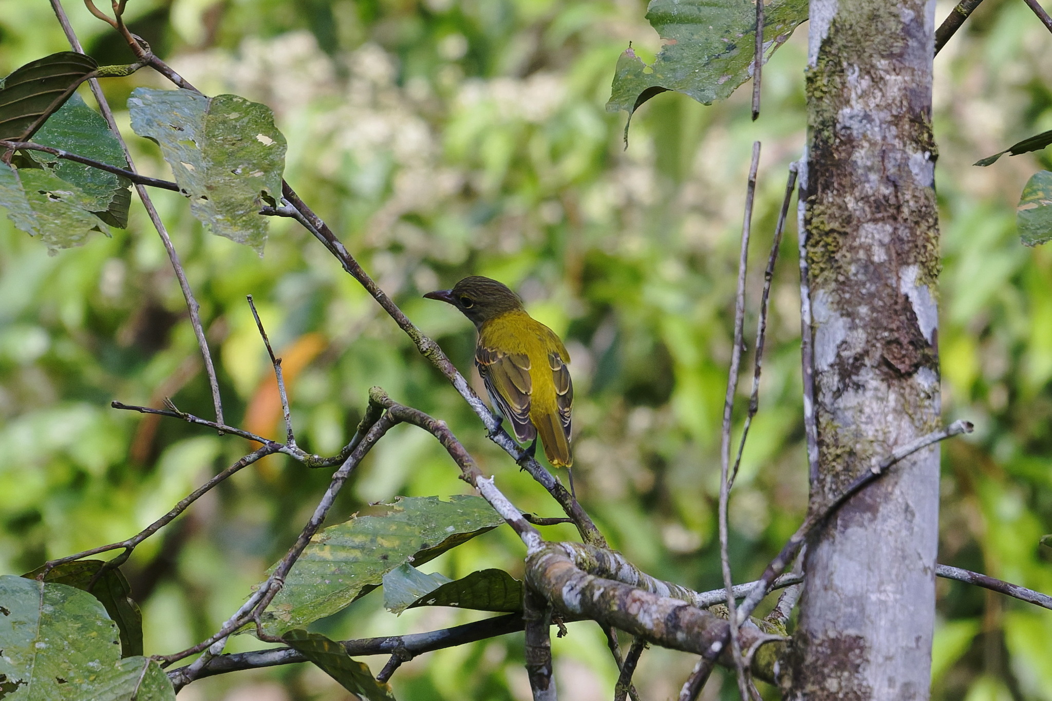Ventriloquial Oriole (Oriolus consobrinus), photo 6