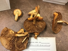 Pholiota adiposa