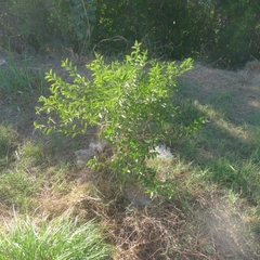 Vallesia glabra