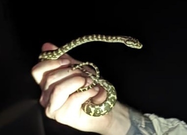 Jungle Carpet Python sighting