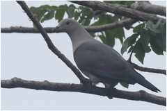 Ducula pickeringii