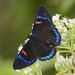 Bellona Metalmark - Photo (c) Jim Johnson, some rights reserved (CC BY-NC-ND), uploaded by Jim Johnson