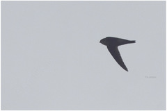 Aerodramus vanikorensis