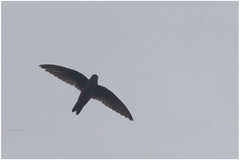 Aerodramus vanikorensis