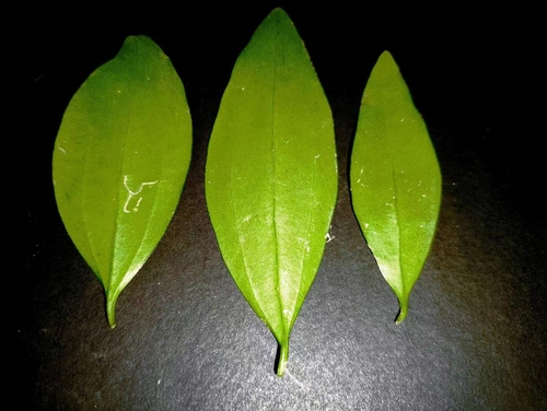 Dendrotrophe varians