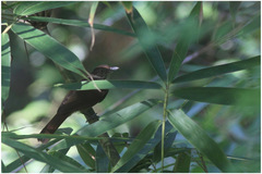 Malacopteron palawanense