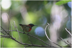 Leptocoma sperata