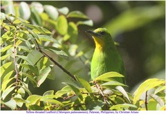 Chloropsis palawanensis