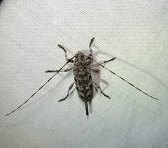 Acanthocinus obsoletus