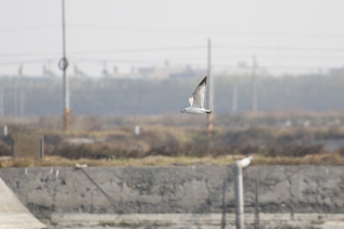 Relict Gull (Ichthyaetus relictus), photo 5