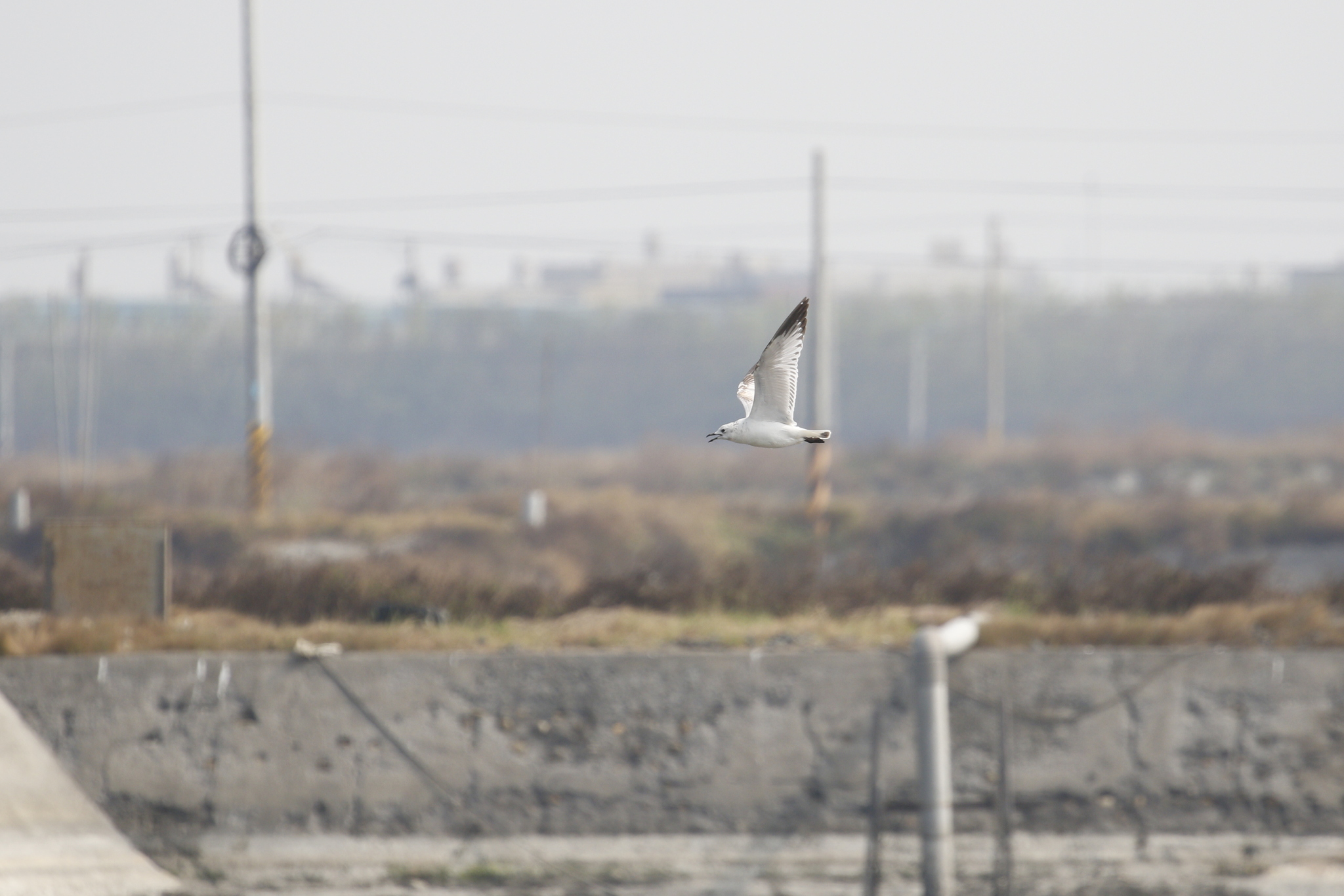 Relict Gull (Ichthyaetus relictus), photo 3