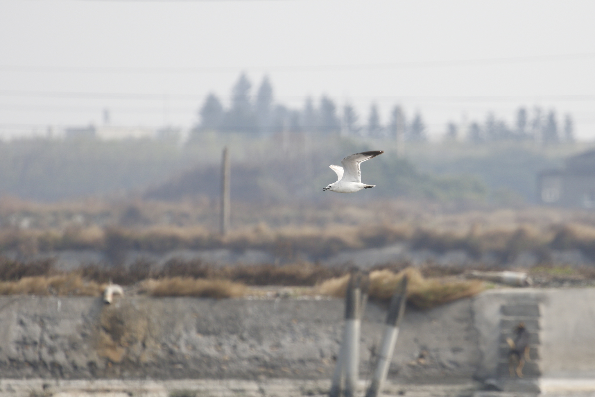 Relict Gull (Ichthyaetus relictus), photo 4