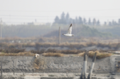 Relict Gull (Ichthyaetus relictus), photo 9
