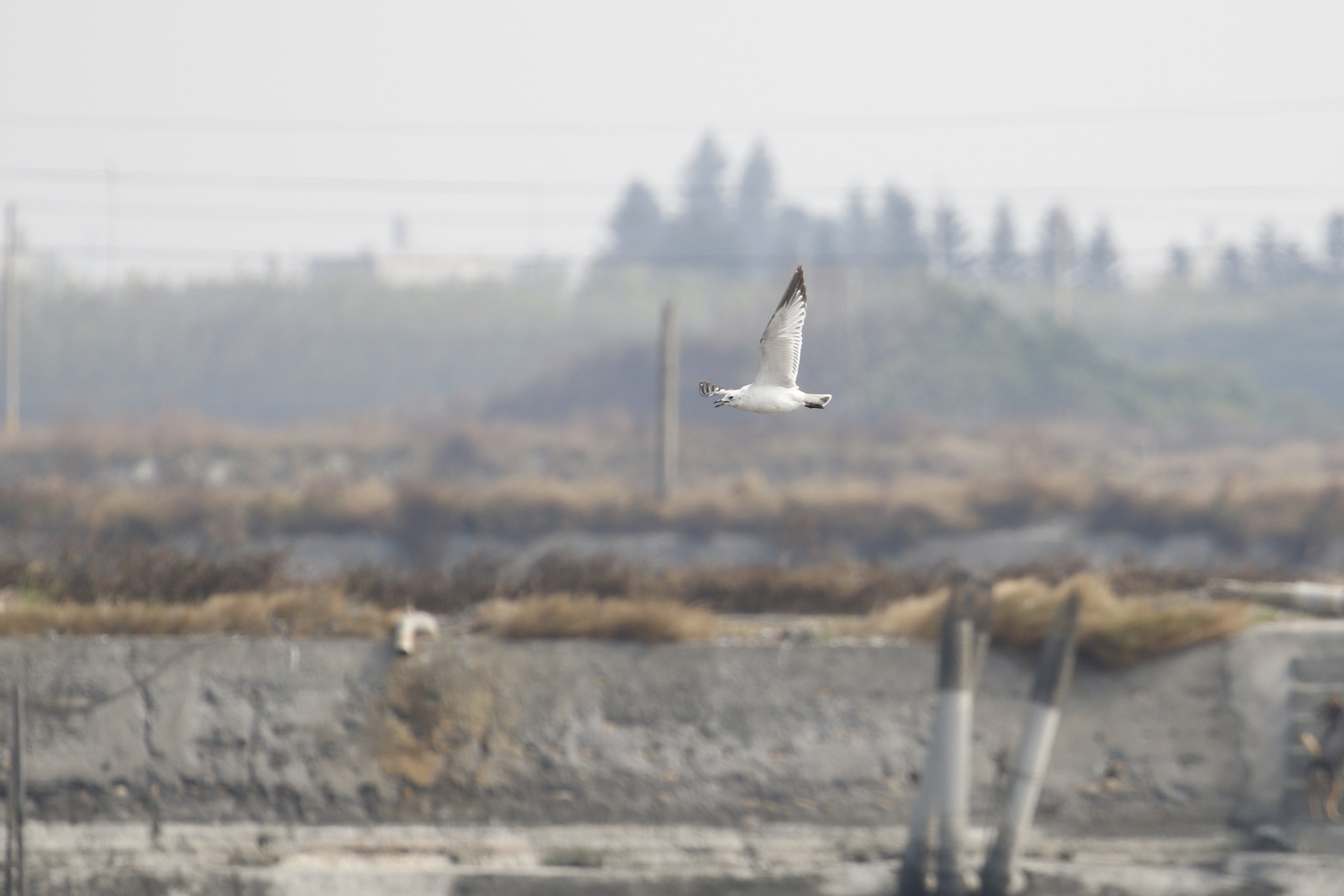 Relict Gull (Ichthyaetus relictus), photo 6