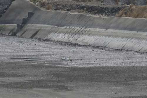 Relict Gull (Ichthyaetus relictus), photo 10