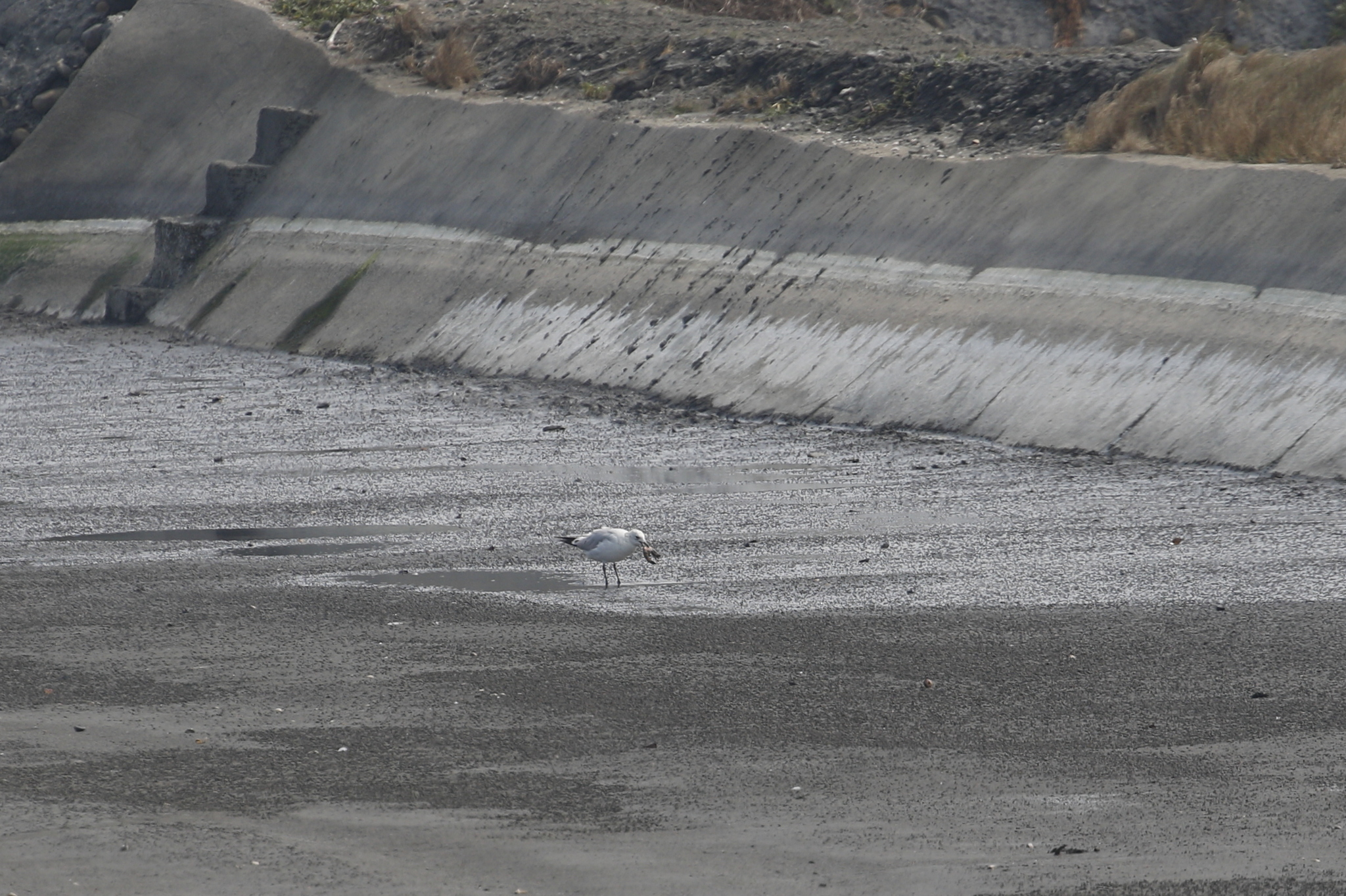 Relict Gull (Ichthyaetus relictus), photo 7