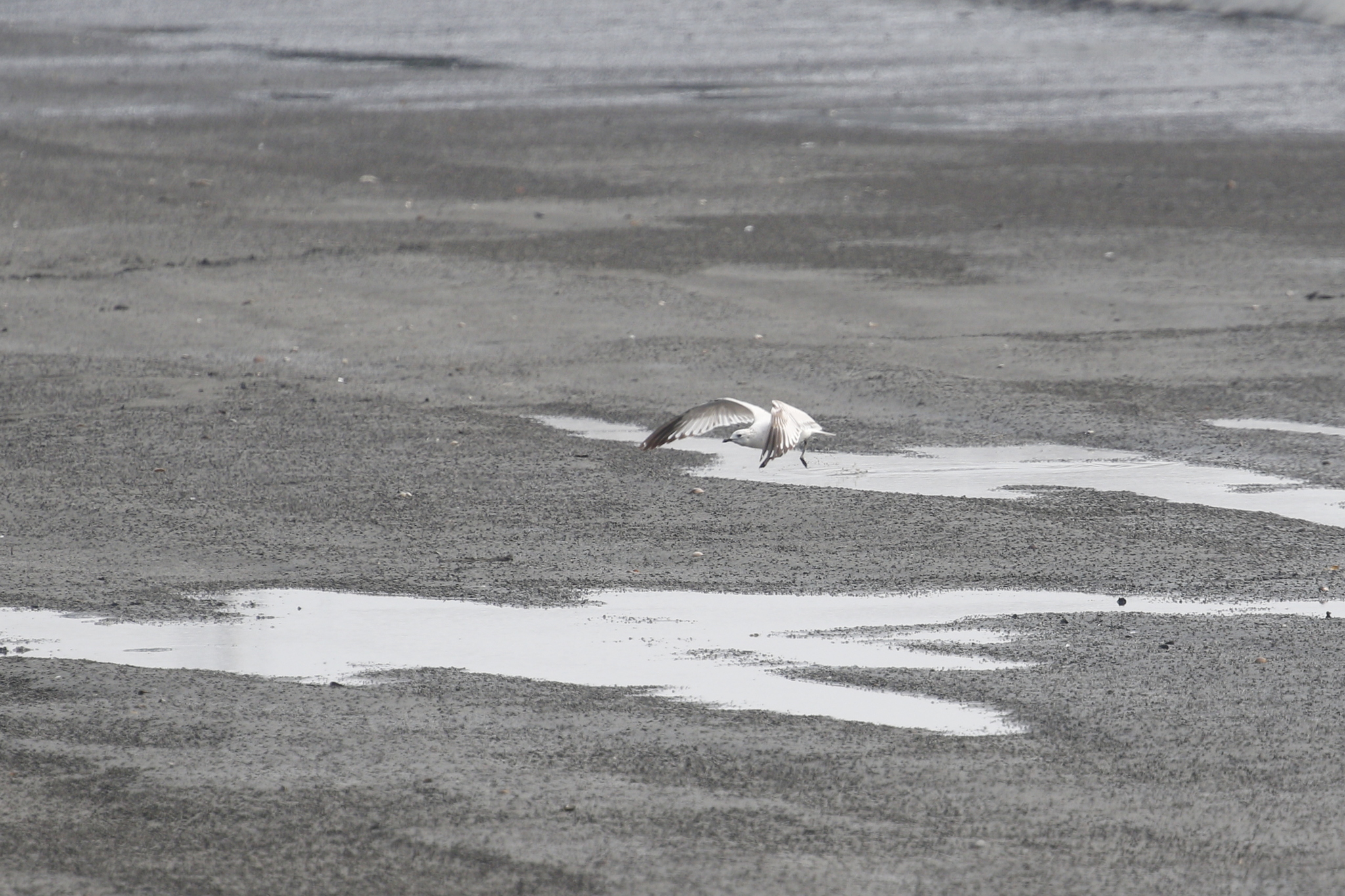 Relict Gull (Ichthyaetus relictus), photo 9