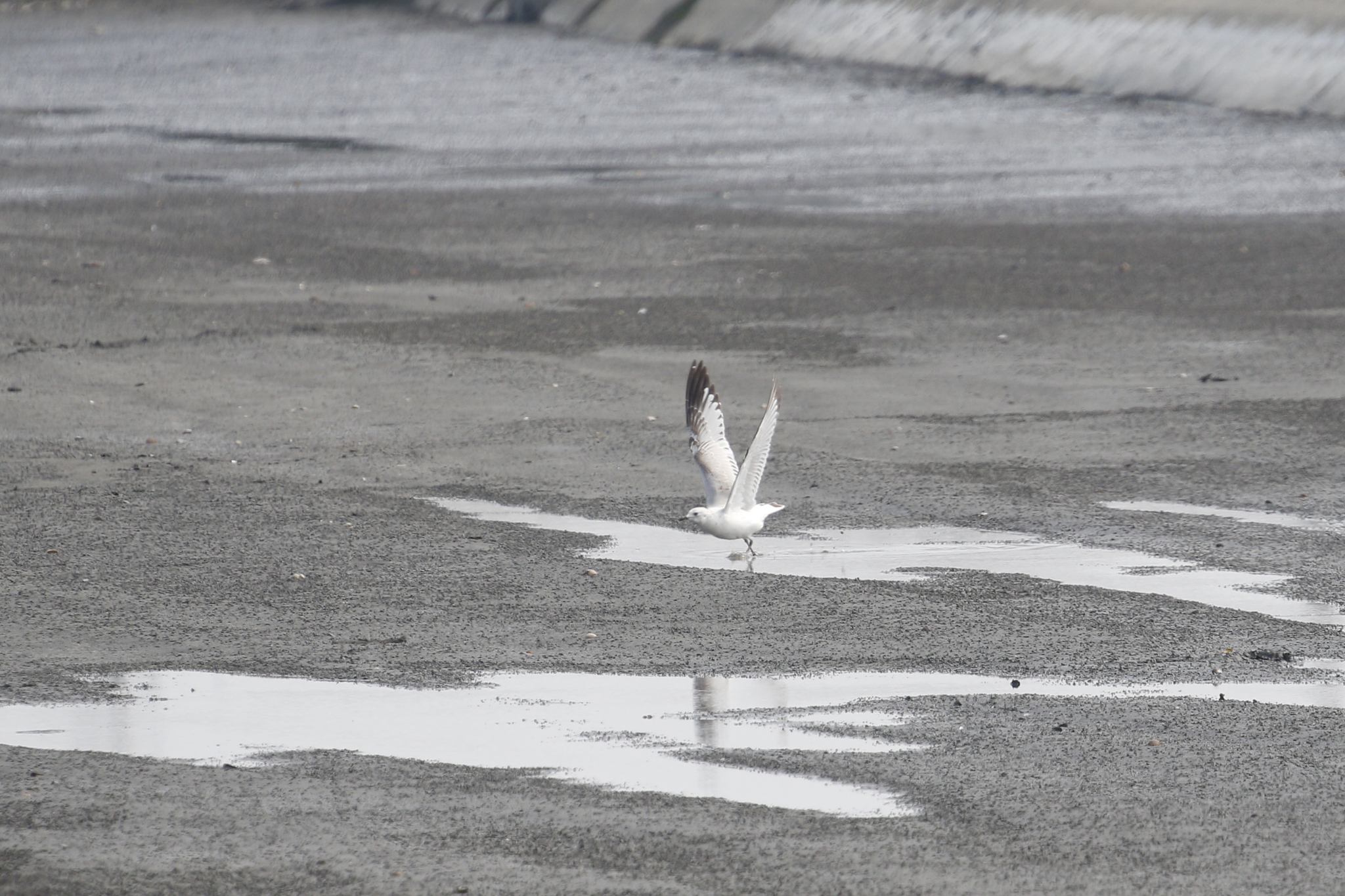 Relict Gull (Ichthyaetus relictus), photo 8