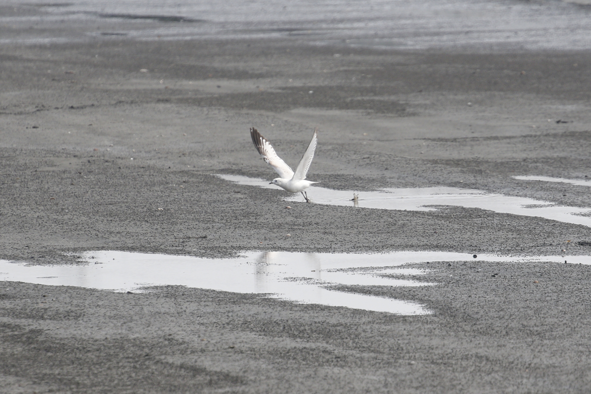 Relict Gull (Ichthyaetus relictus), photo 10