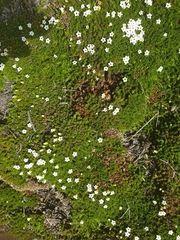 Dracophyllum muscoides
