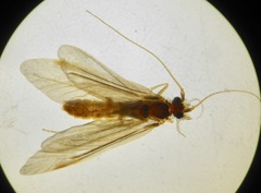 Conoesucidae