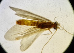 Conoesucidae