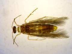 Oxyethira
