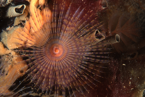 Feather Duster Worm