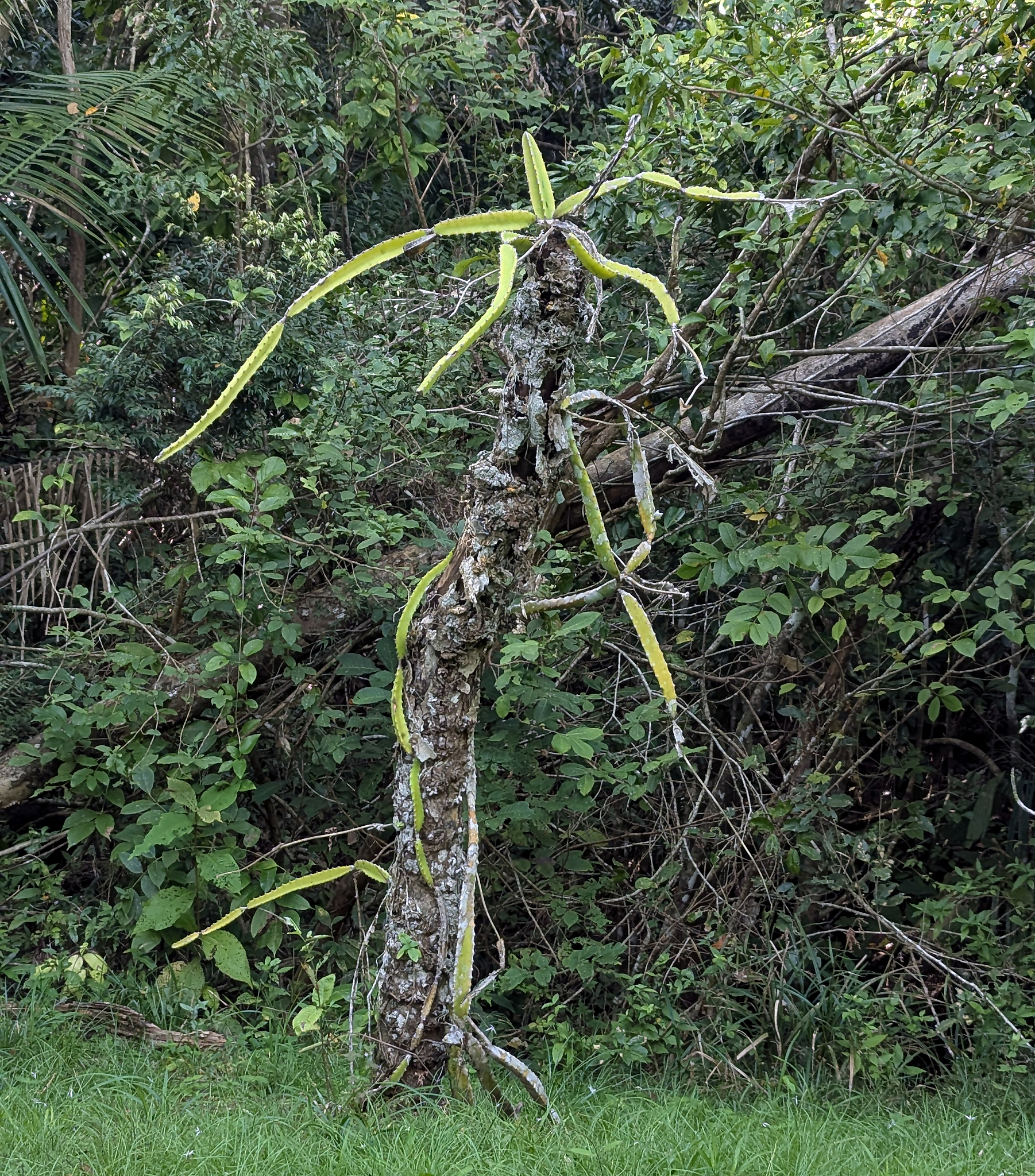 Hylocereus Costaricensis (Selenicereus costaricensis)