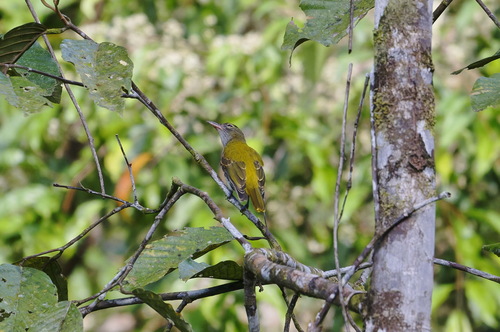 Ventriloquial Oriole (Oriolus consobrinus), photo 8