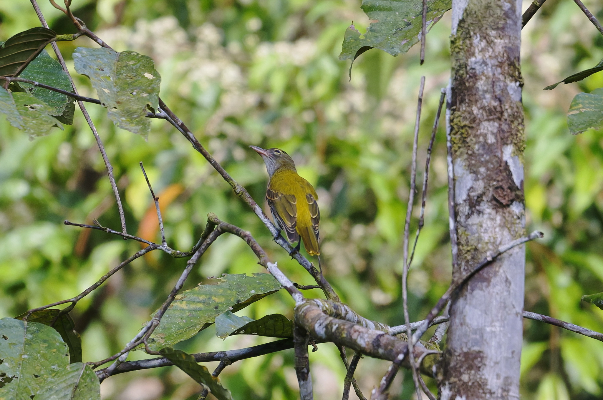 Ventriloquial Oriole (Oriolus consobrinus), photo 7