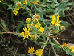 Grindelia arizonica