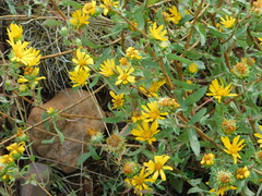 Grindelia arizonica