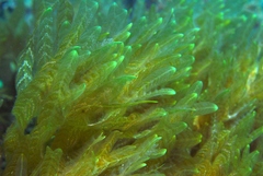 Dictyopteris australis