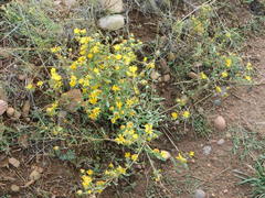 Grindelia arizonica