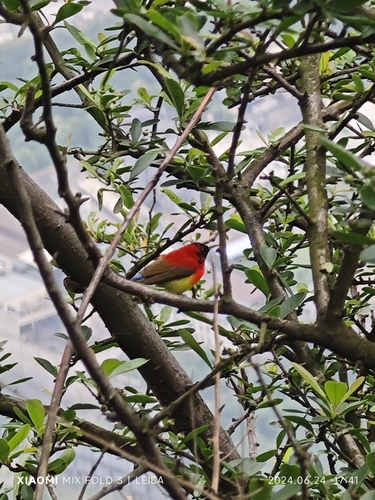 Mrs. Gould's Sunbird