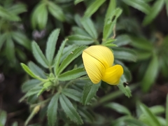 Ononis angustissima, photograph Bellsprout, CC BY, iNaturalist via GBIF