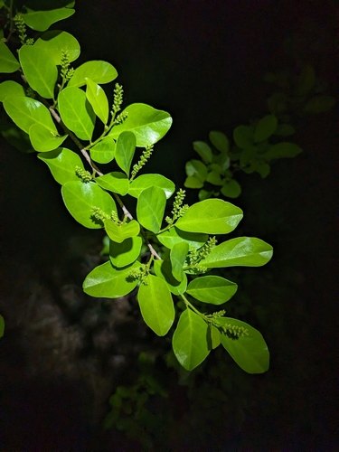 Antidesma parvifolium (Antidesma parvifolium)