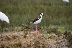 Himantopus mexicanus