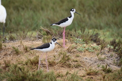 Himantopus mexicanus