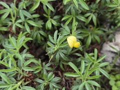 Ononis angustissima, photograph Bellsprout, CC BY, iNaturalist via GBIF