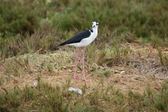 Himantopus mexicanus