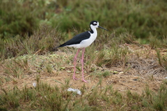 Himantopus mexicanus
