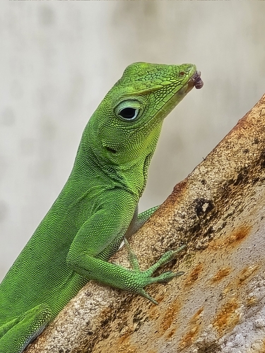 Emerald Anole (Anolis evermanni)