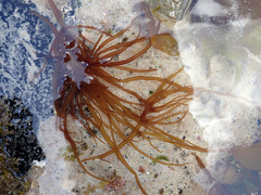 Glaphyrosiphon lindauri