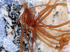 Glaphyrosiphon lindauri