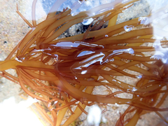 Glaphyrosiphon lindauri