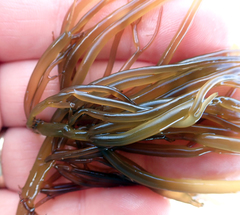 Glaphyrosiphon lindauri