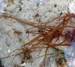Glaphyrosiphon lindauri