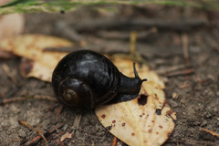 Victaphanta compacta